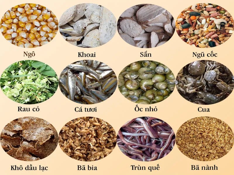 Một số nguyên liệu làm cám viên