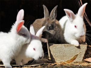 Nhu cầu dinh dưỡng của thỏ