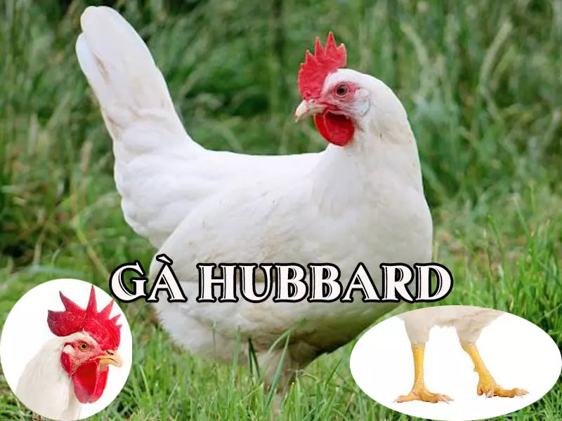 Ga-Hubbard