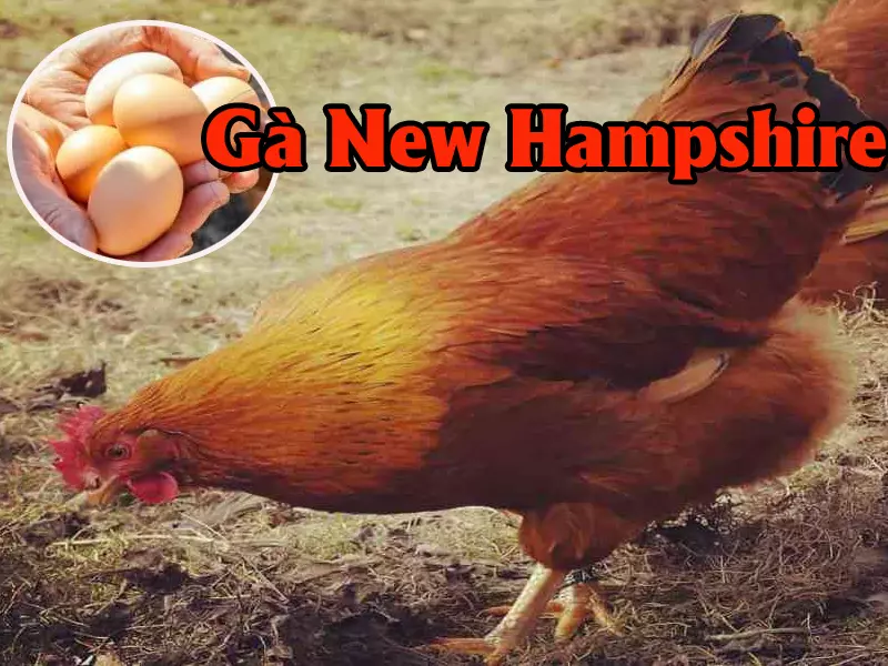 Ga-New-Hampshire