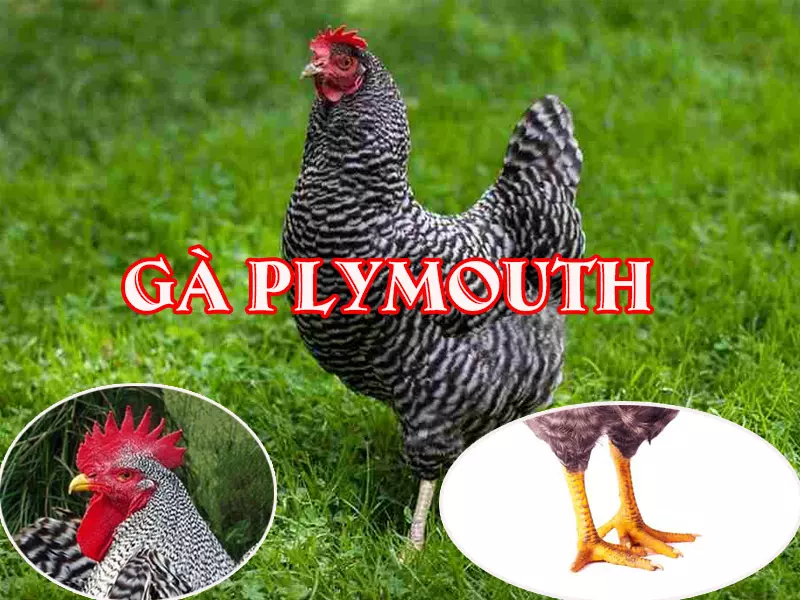 Ga-Plymouth