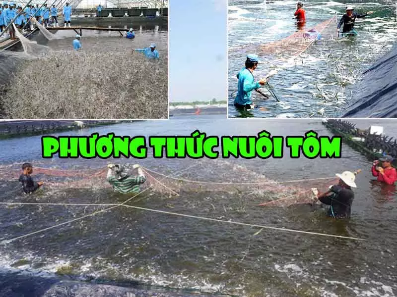 Phuong-thuc-nuoi-tom