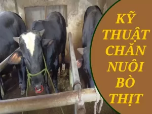 ky-thuat-chan-nuoi-bo-thit