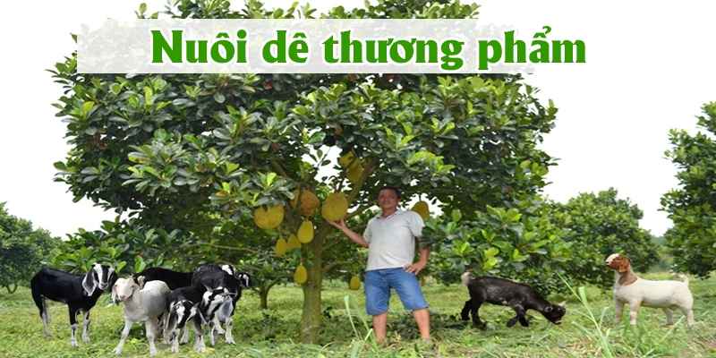 nuoi-de-thuong-pham