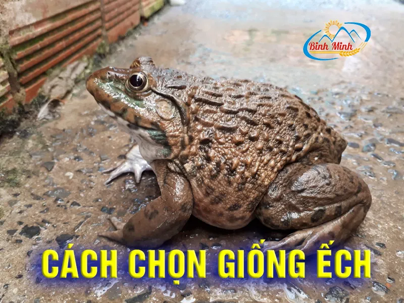 cach-chon-giong-ech_