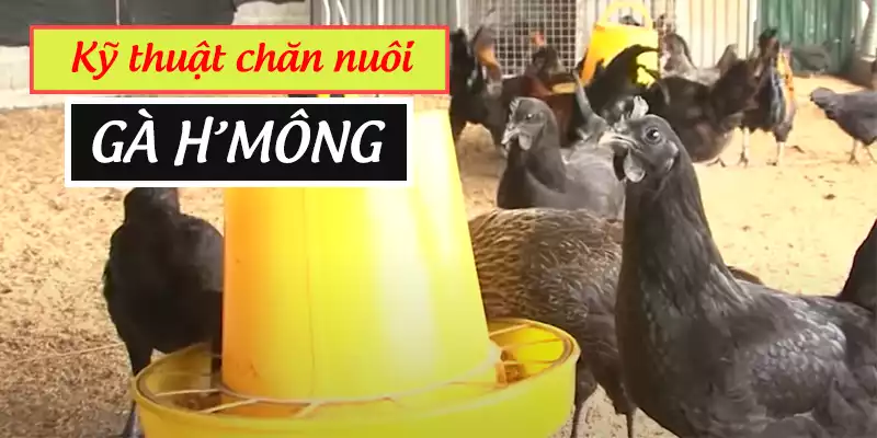 kỹ thuật chăn nuôi gà H'Mông