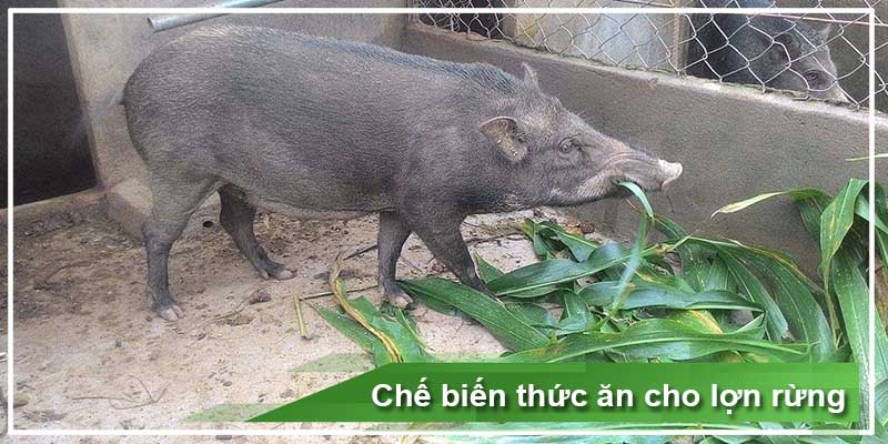 Lợn rừng ăn gì ? Cách chế biến và bảo quản thức ăn cho lợn rừng 