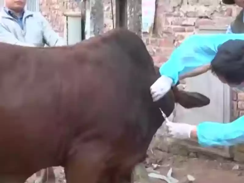 tiêm vắc xin cho trâu bò