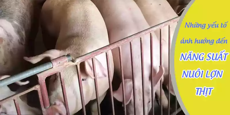 yếu tố ảnh hưởng năng suất nuôi lợn thịt